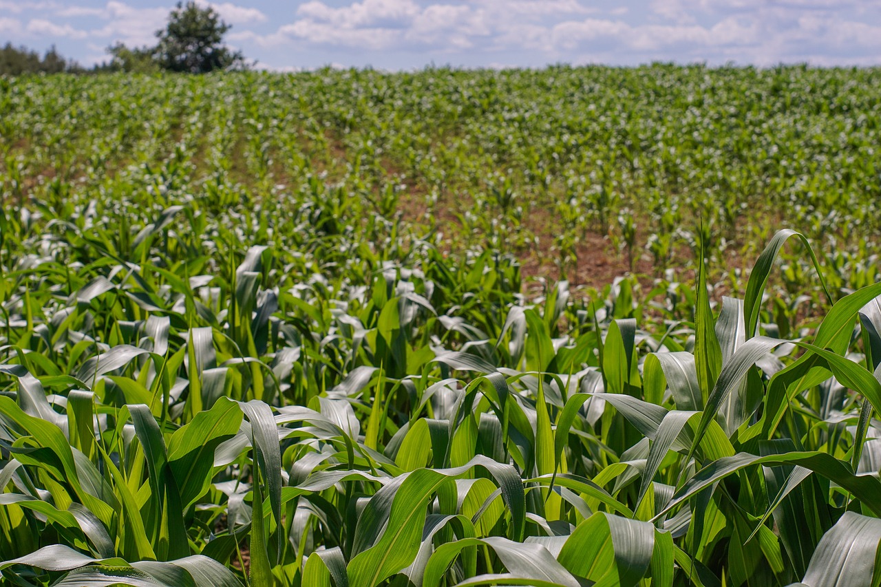Image - a field of corn corn foliage green