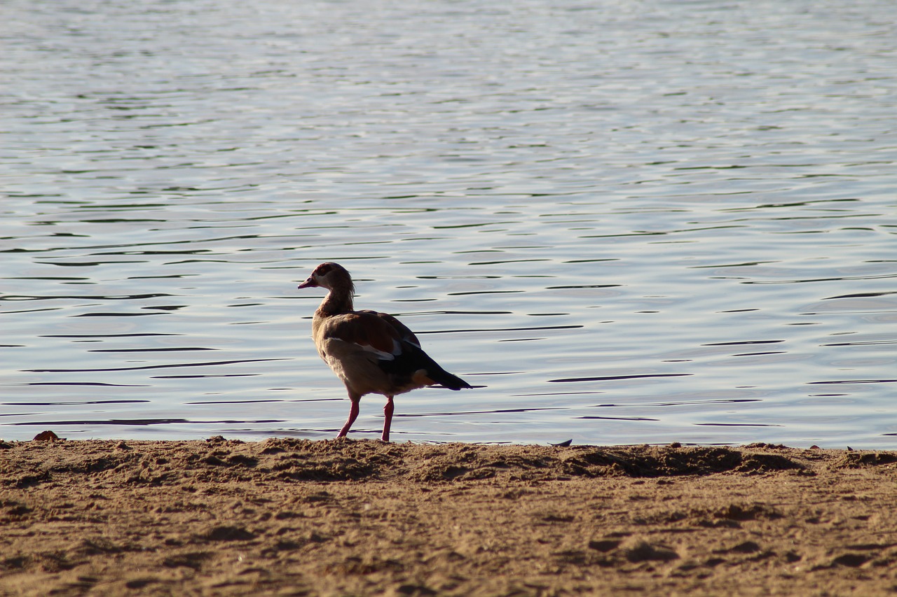 Image - lake bird bank sandy beach bird