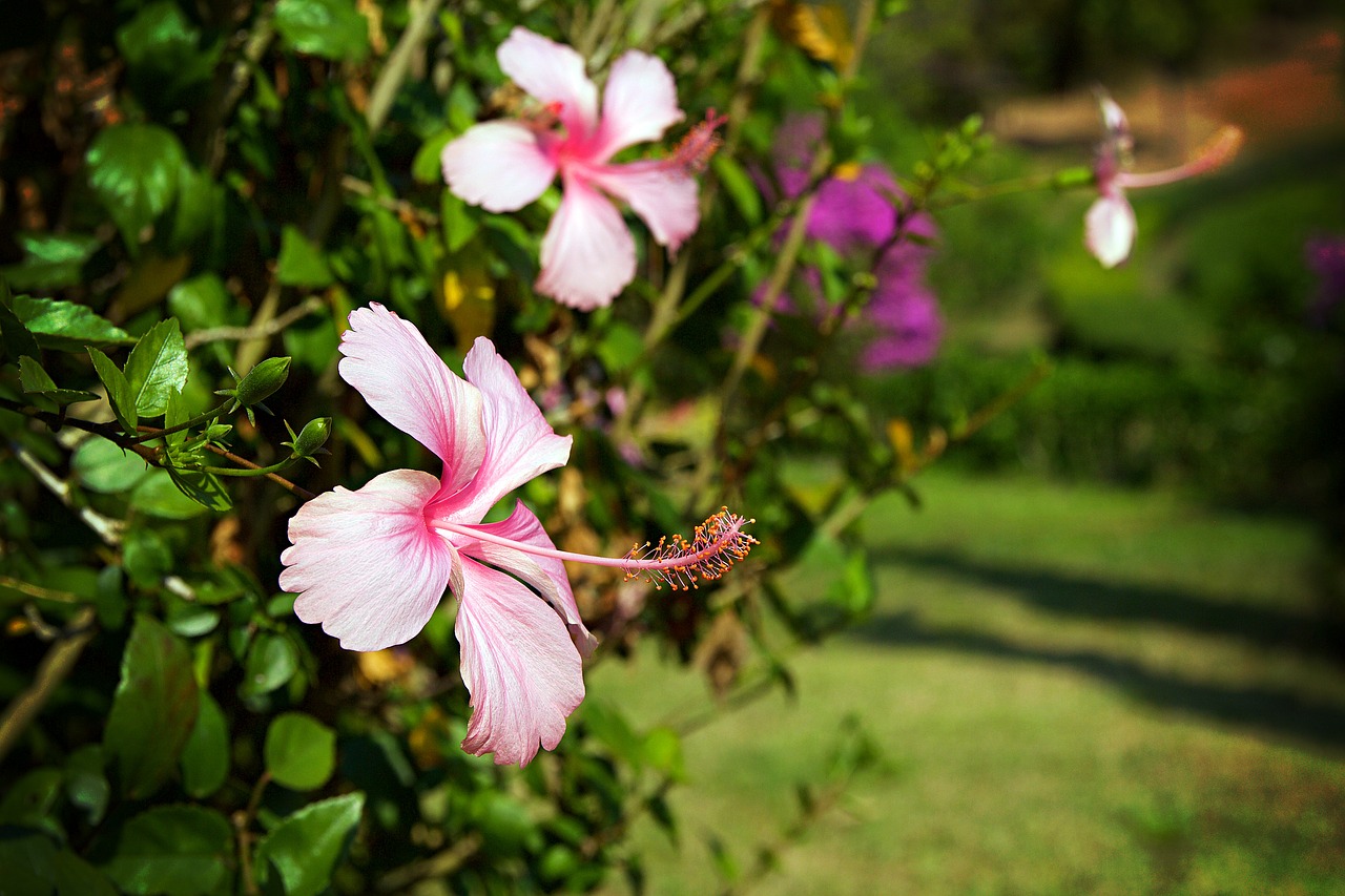 Image - chiang rai thailand nature tree