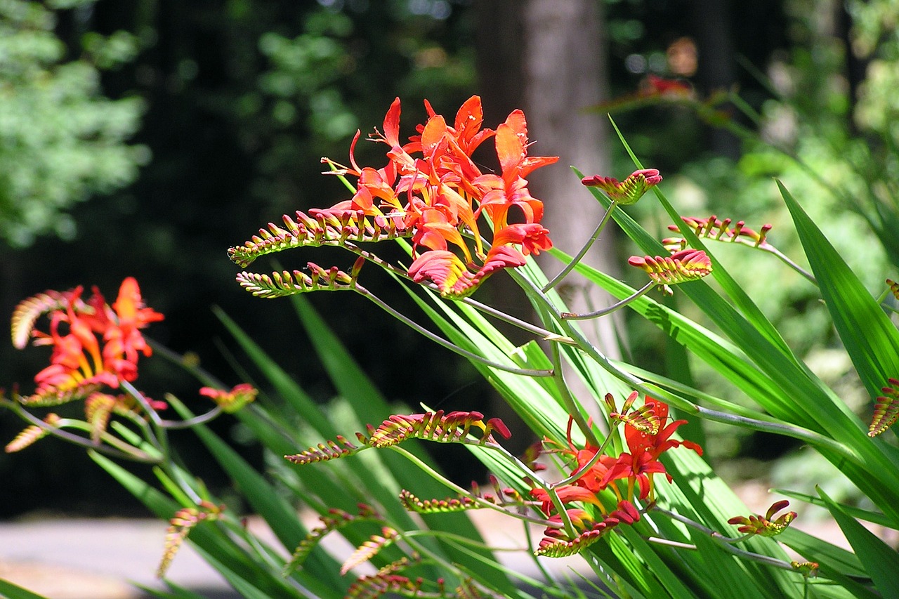 Image - iris crocosmia flower red summer