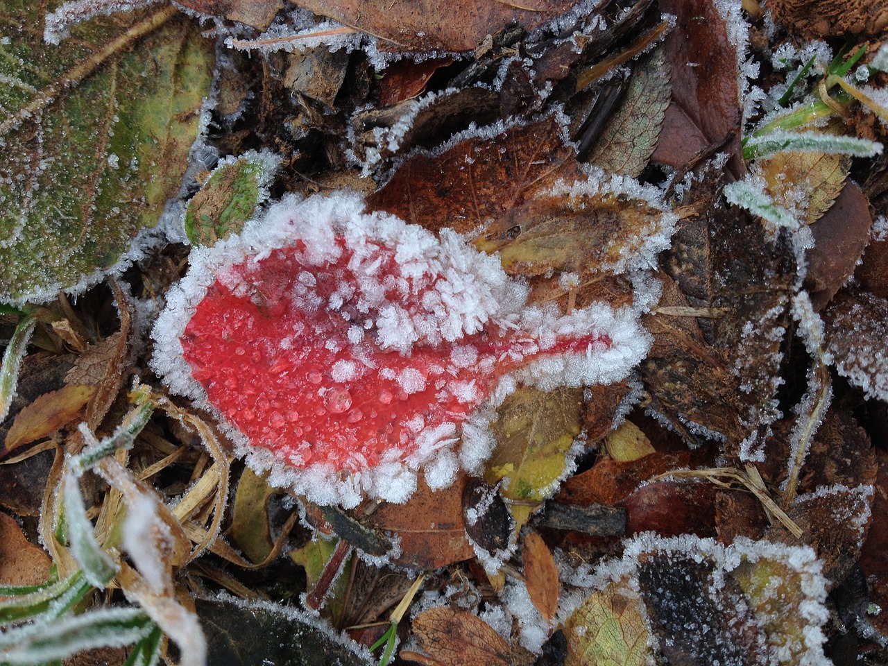 Image - leaf ice frozen red pattern earth