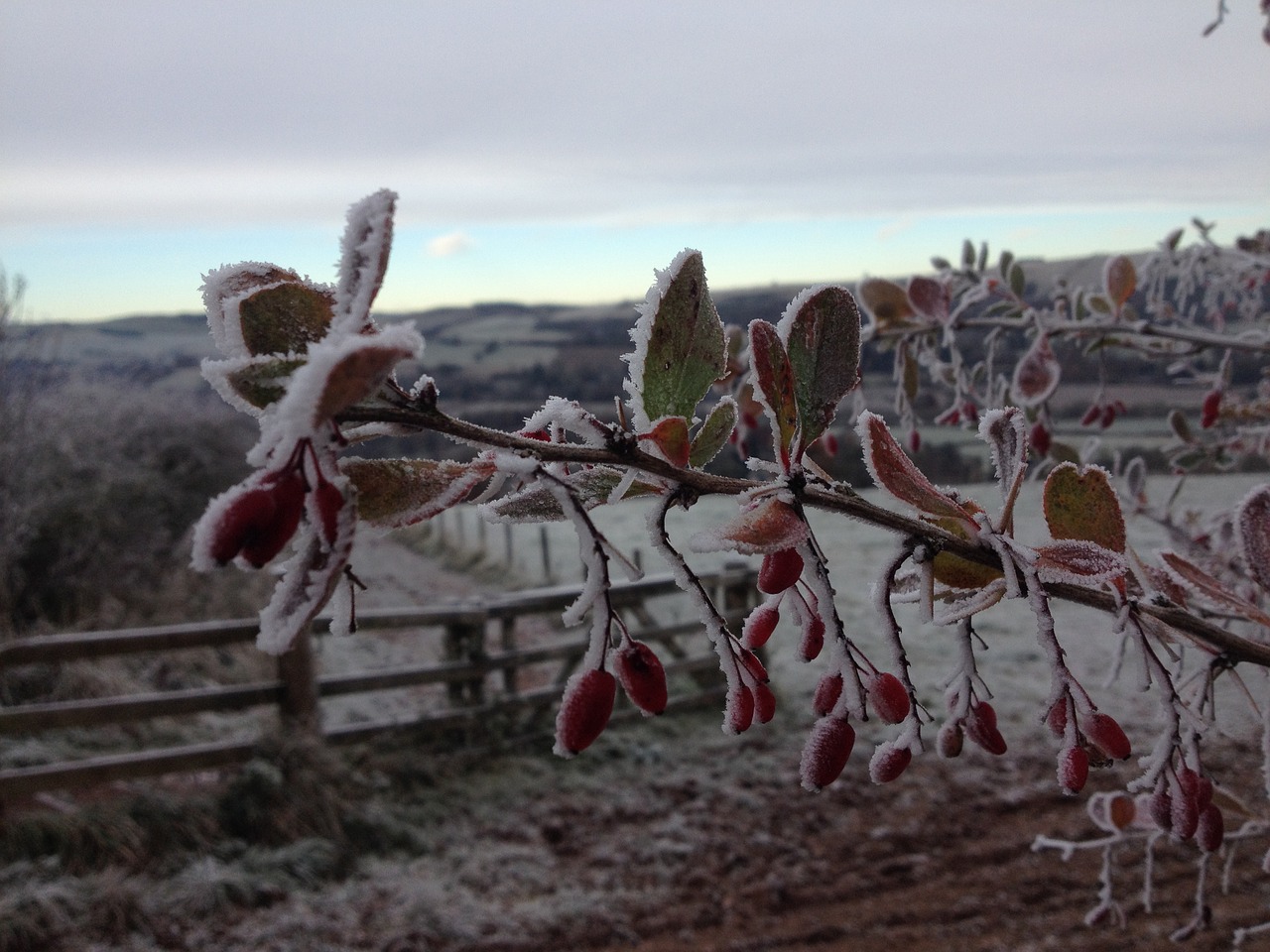 Image - frozen fence field winter