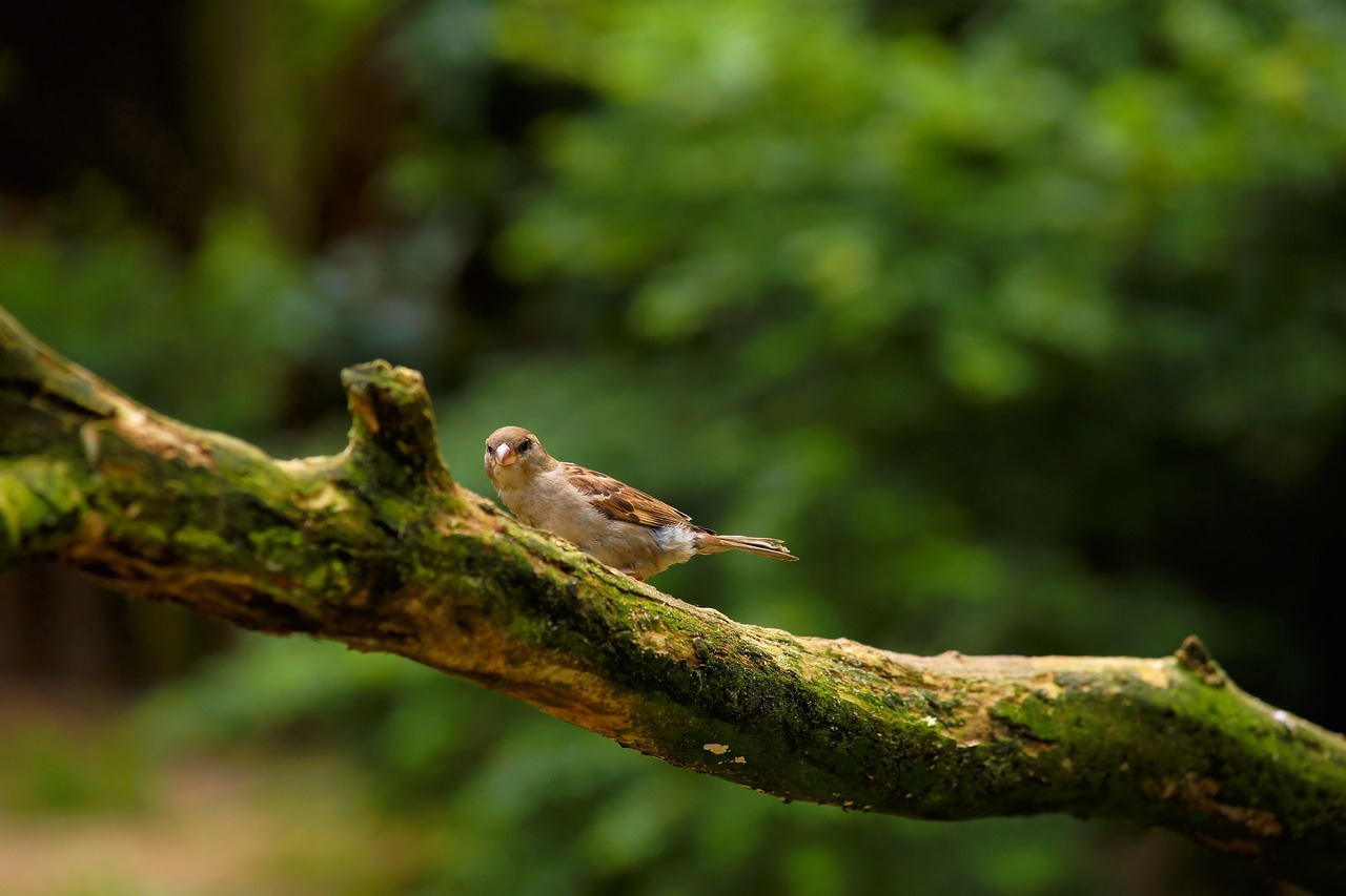 Image - sparrow branch bird songbird