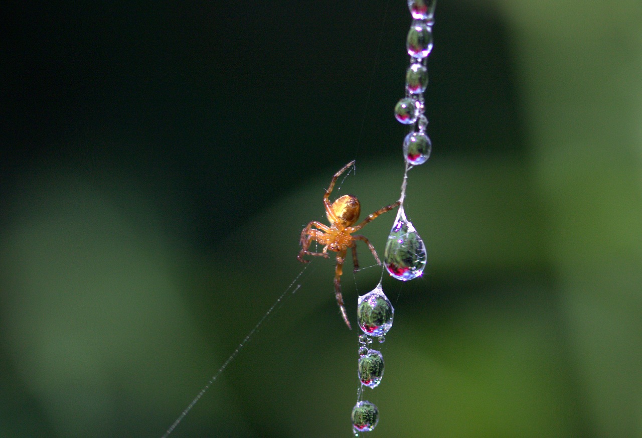 Image - spider web drops spider place dew