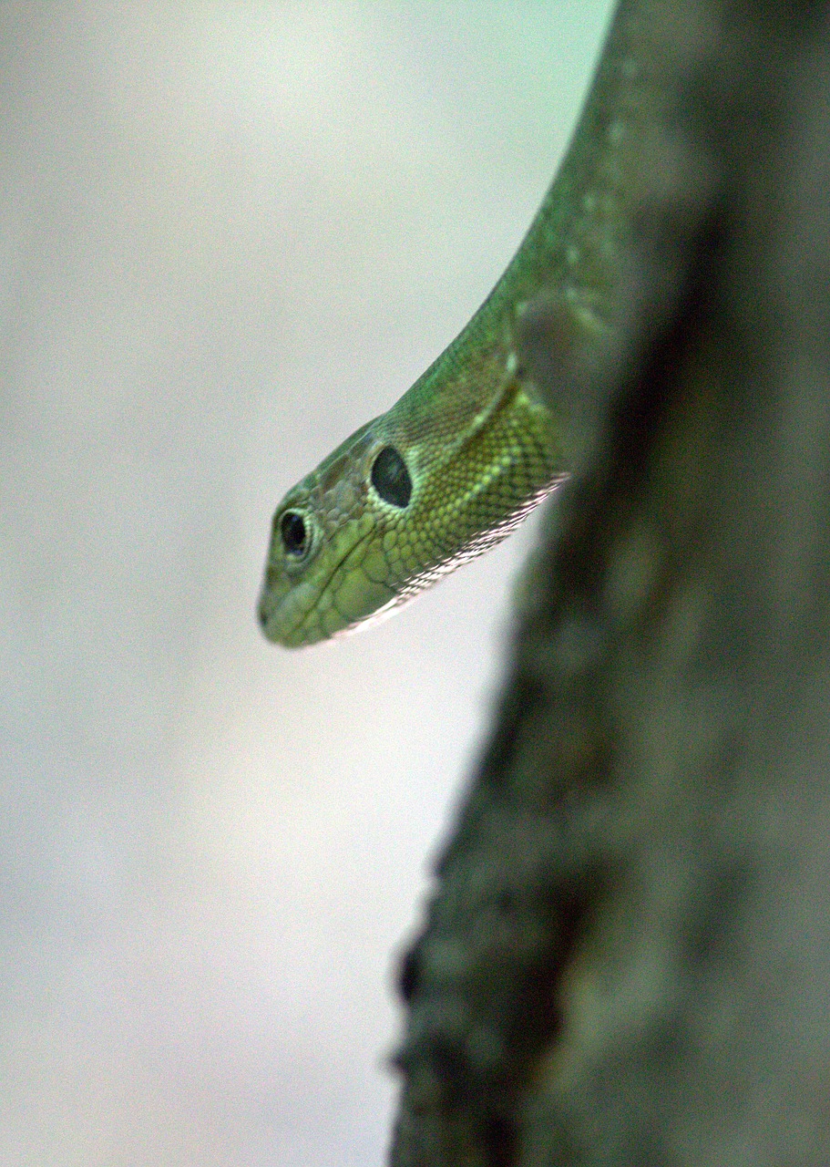 Image - the lizard reptile green guster