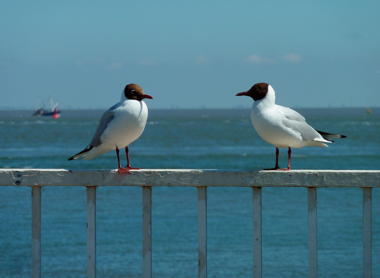 Image - gull holiday sea water beach