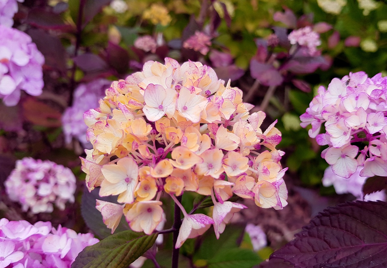 Image - hydrangea hydrangea flower flowers