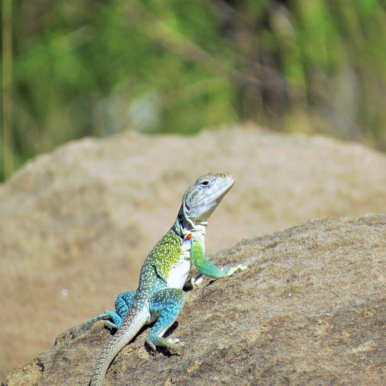 Image - reptile lizard colorful hiking