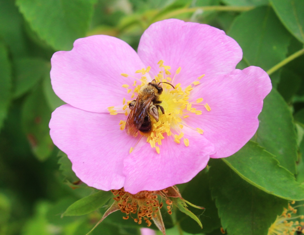 Image - bumblebee insects bees flowers