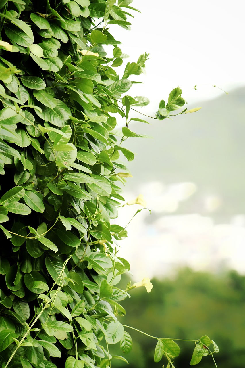 Image - creepers leaves climbers plants