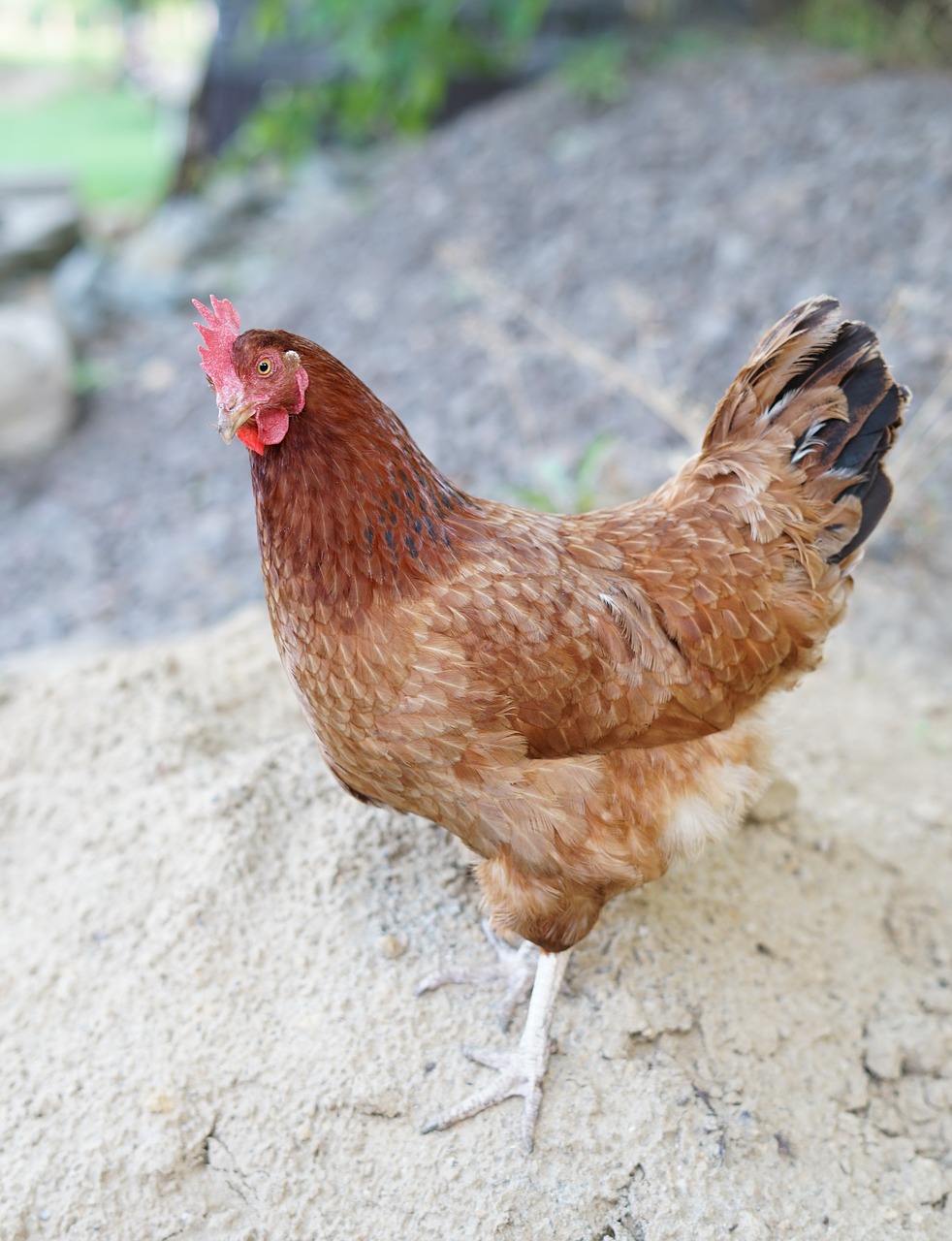 Image - poultry hen bird farm cockerel