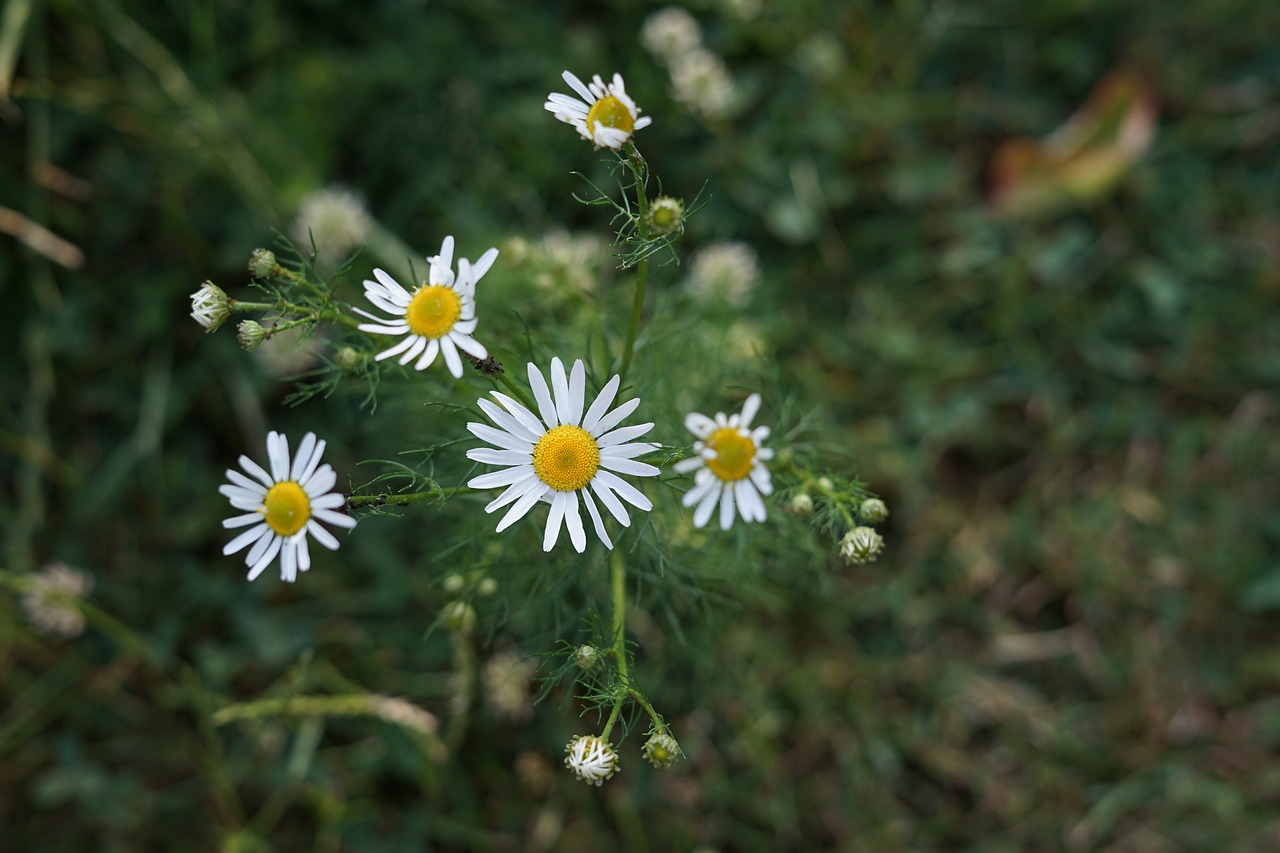 Image - chamomile daisy flowers green