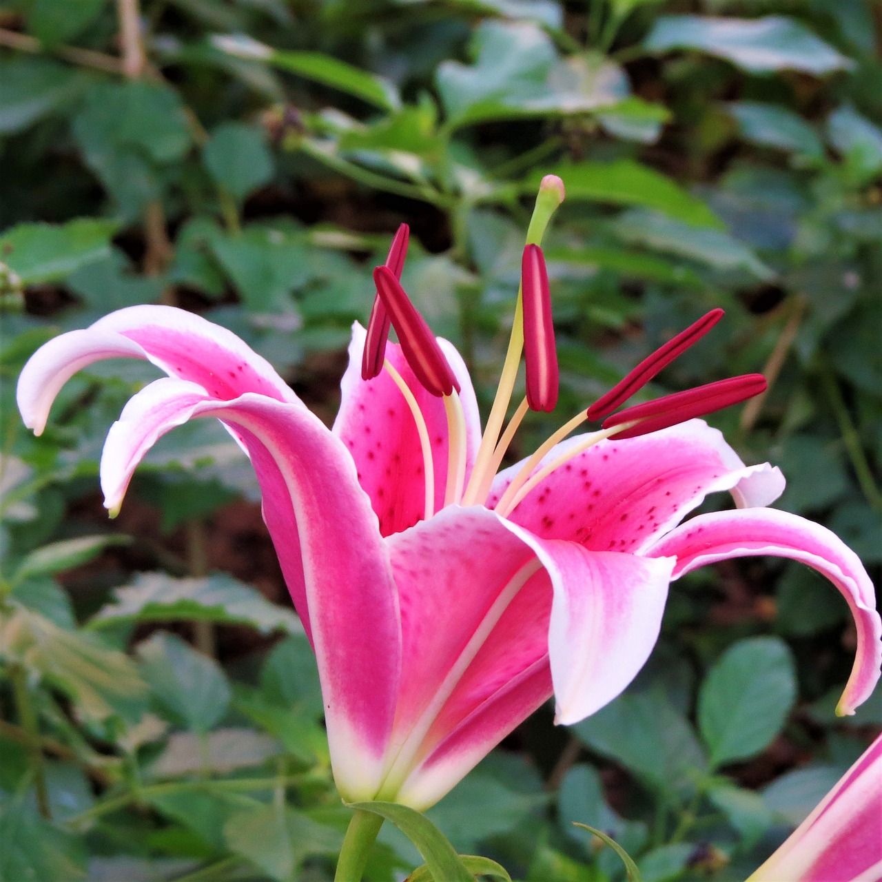 Image - pink and purple flower lilly green