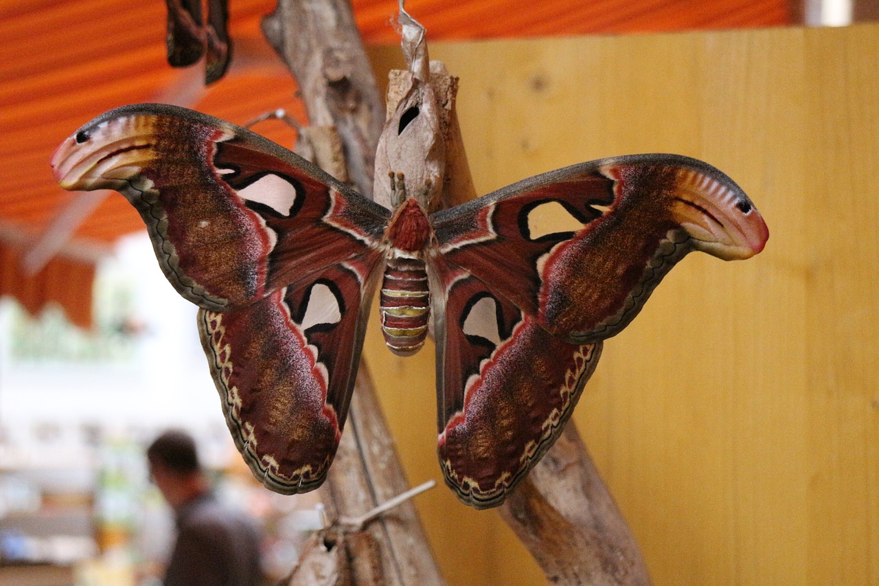 Image - atlas moth butterfly