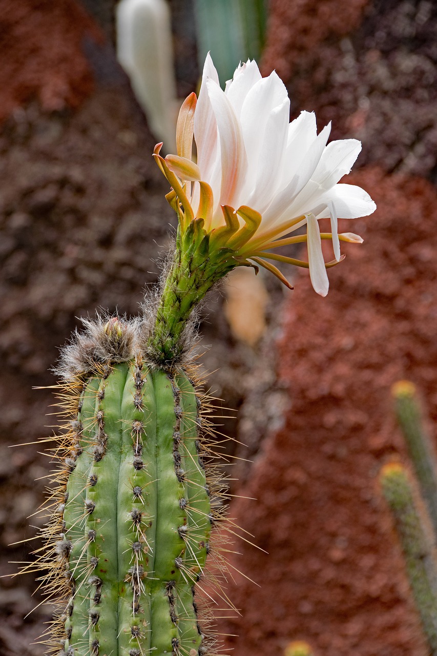 Image - jardin de cactus cactus lanzarote