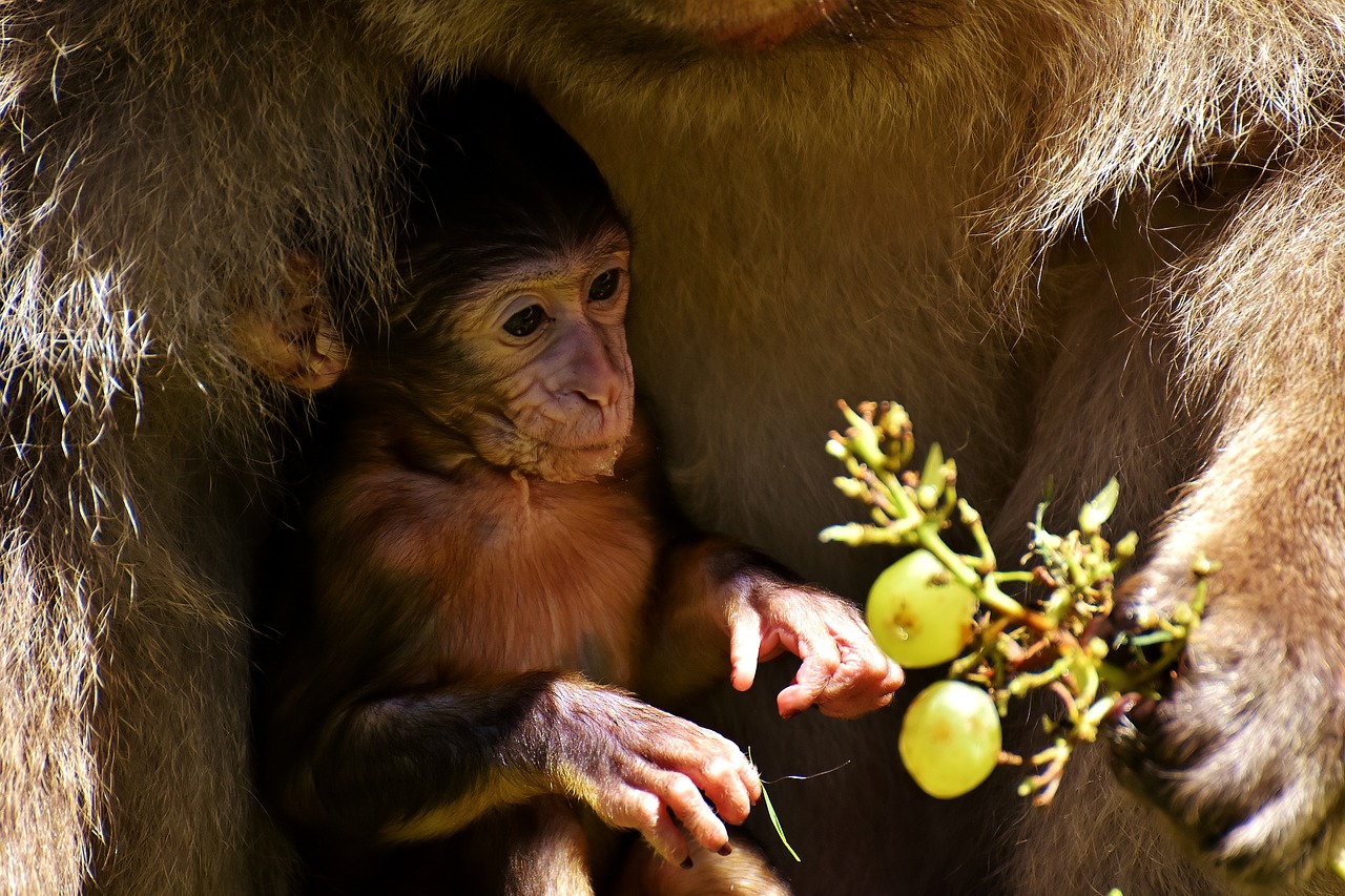 Image - baby monkey barbary ape