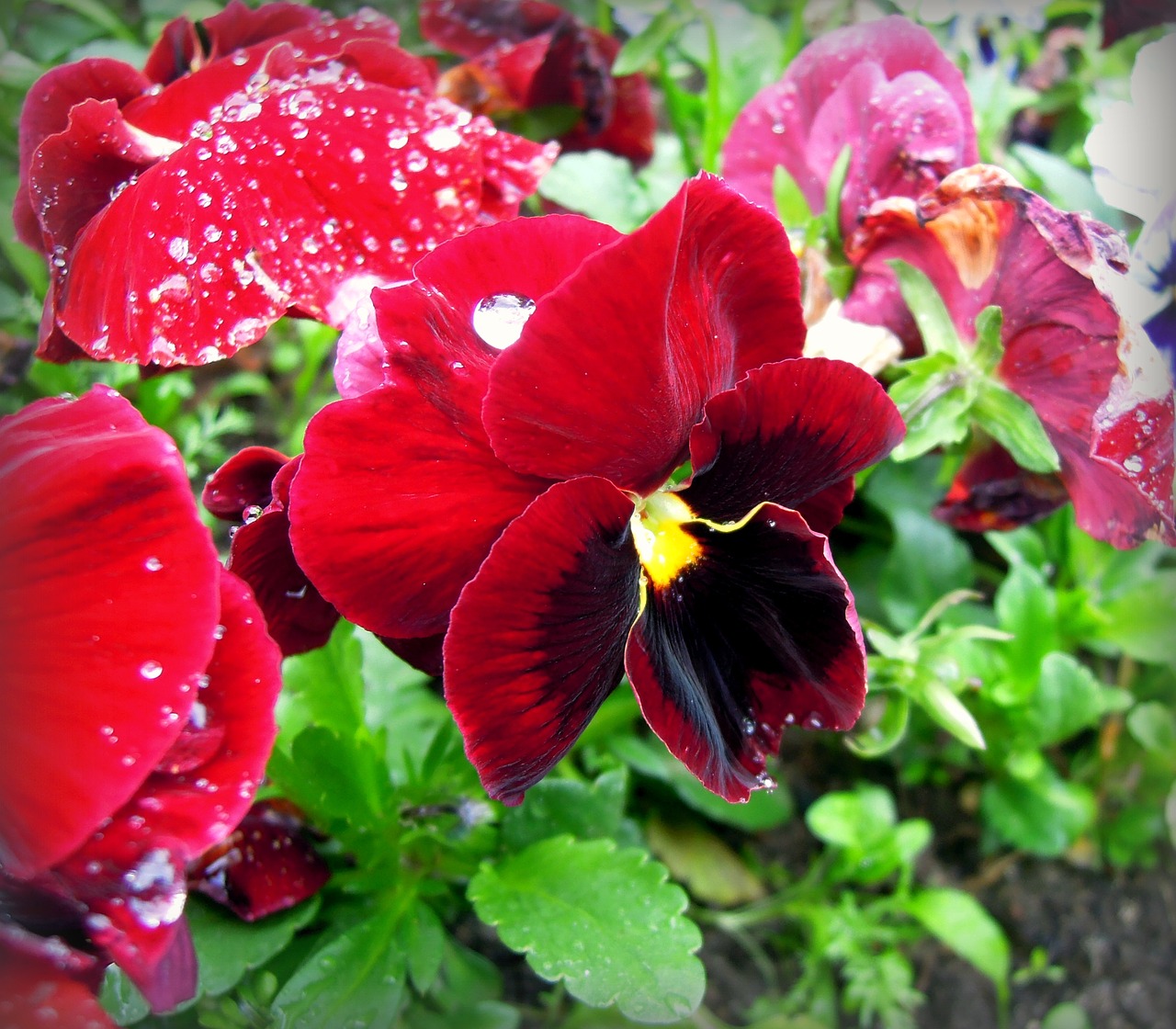 Image - pansies violet viola flowers