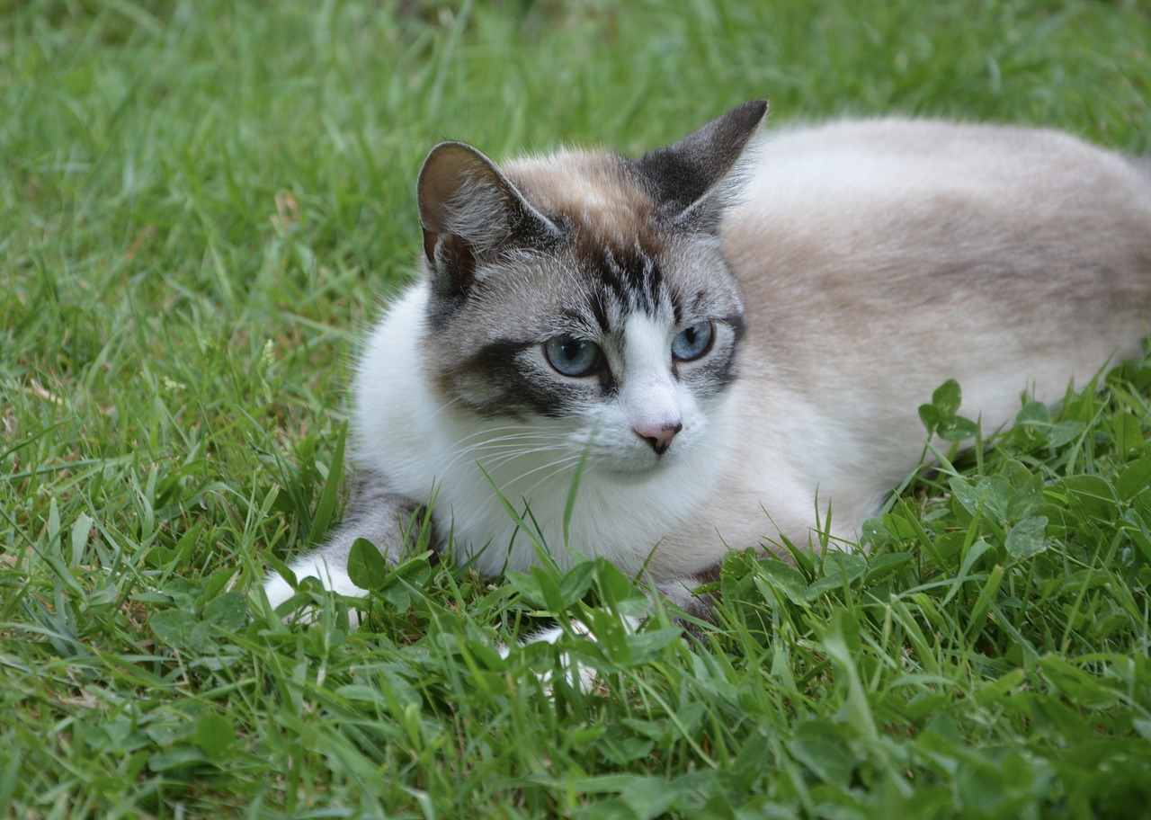 Image - cat blue eyes feline animal nature