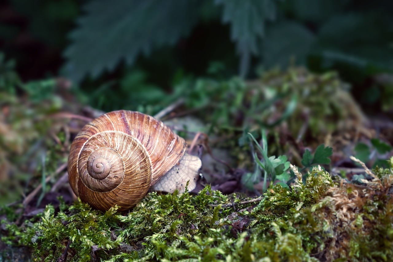 Image - nature animal snail forest shell