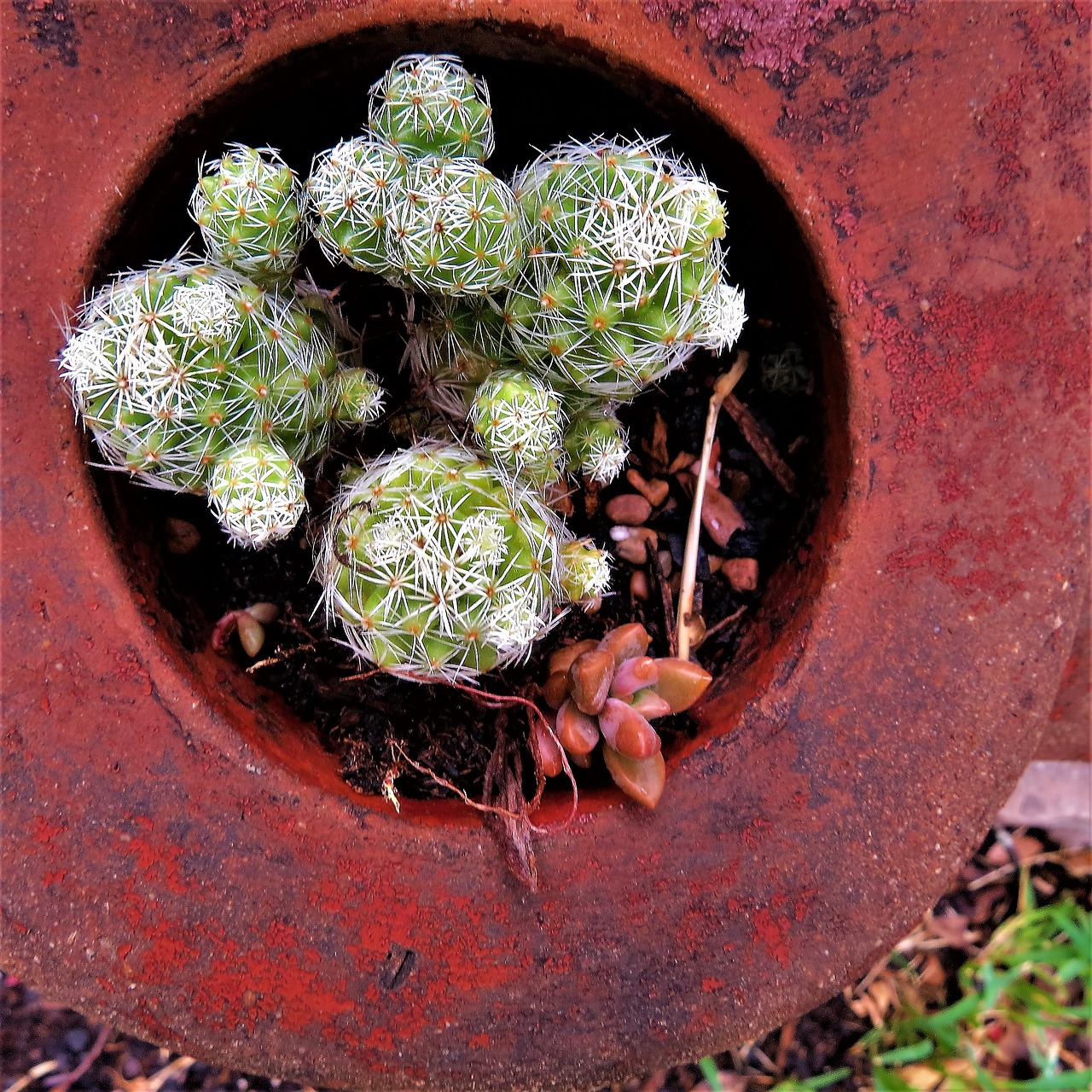 Image - cactus potted green red