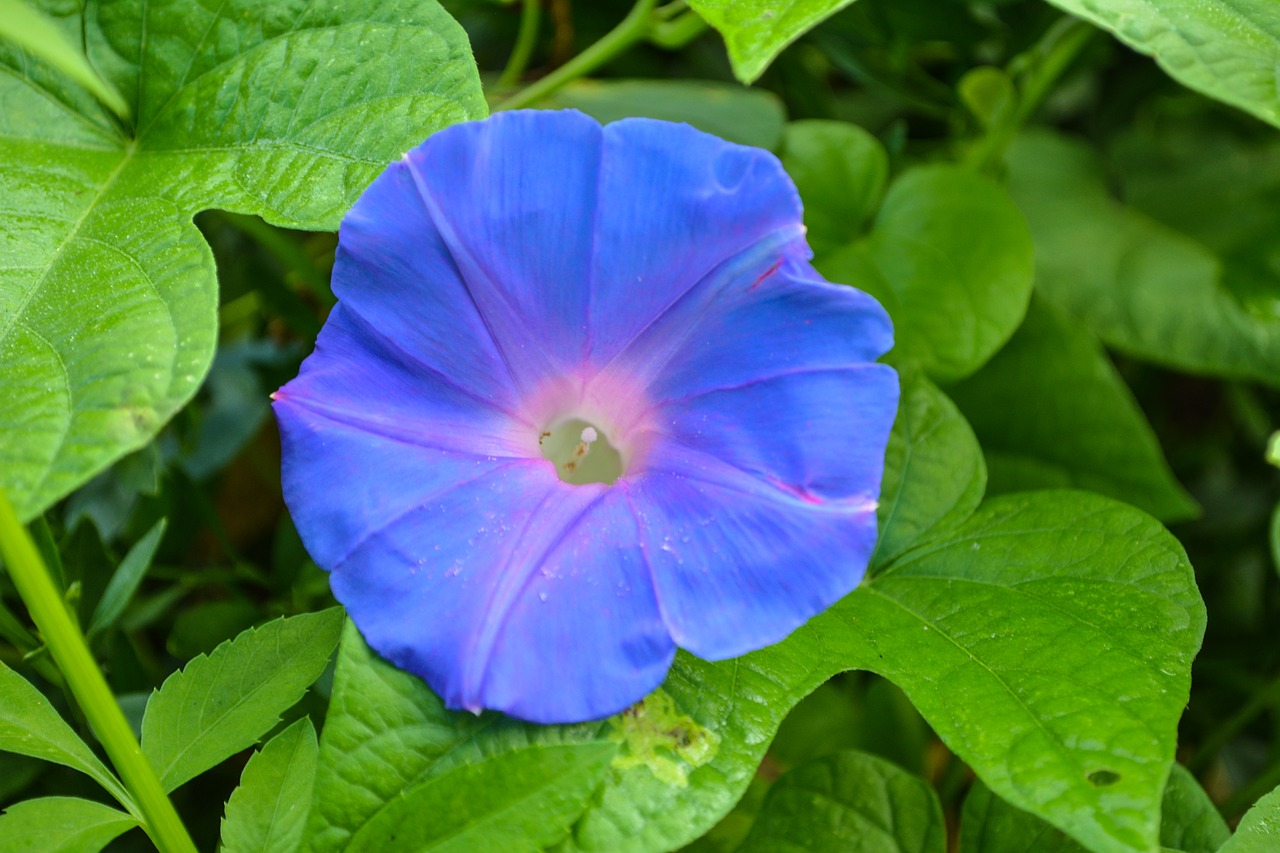 Слава цветов. Утренняя Слава (morning Glory, 2010) ню. Утренняя Слава цветок. Morning Glory цветок. Растение морнинг Глория Континент.