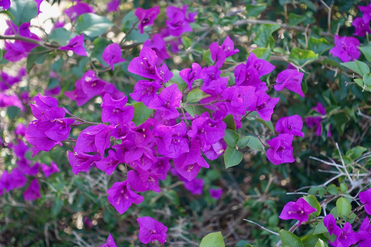 Image - bougainvillea magnifica australia