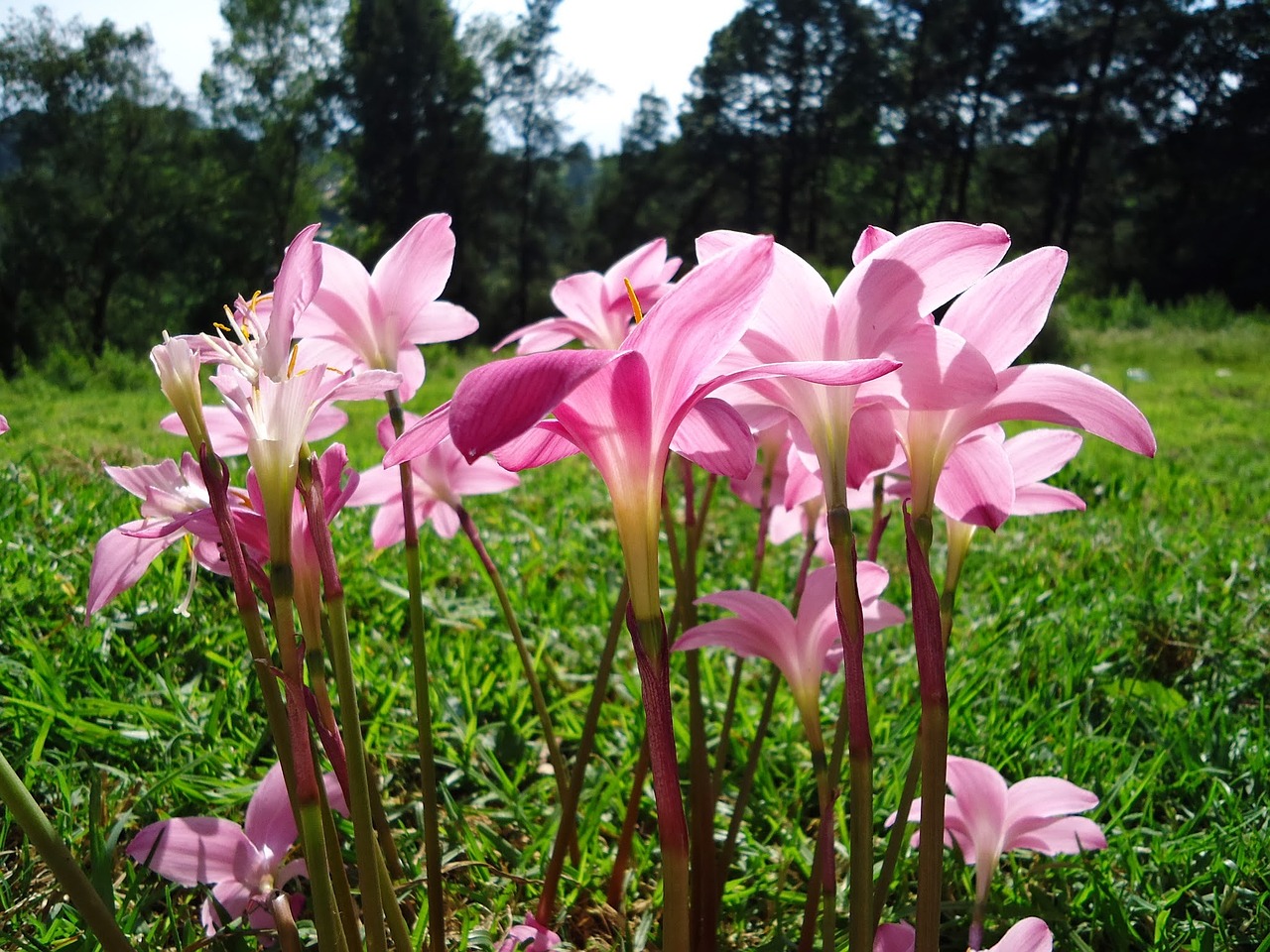Image - flowers pink flowers wild saffron