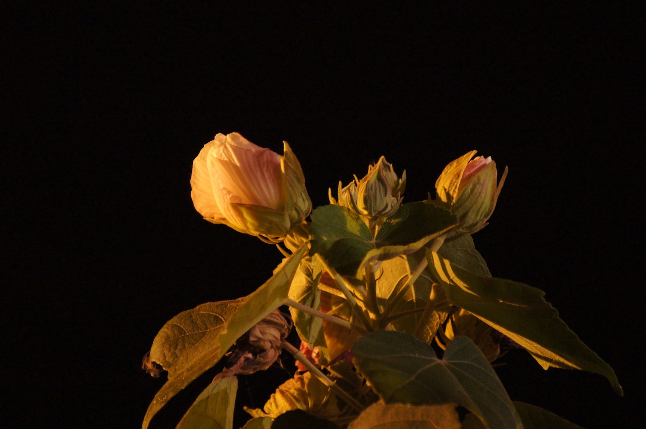 Image - night landscapes finlandia quindio