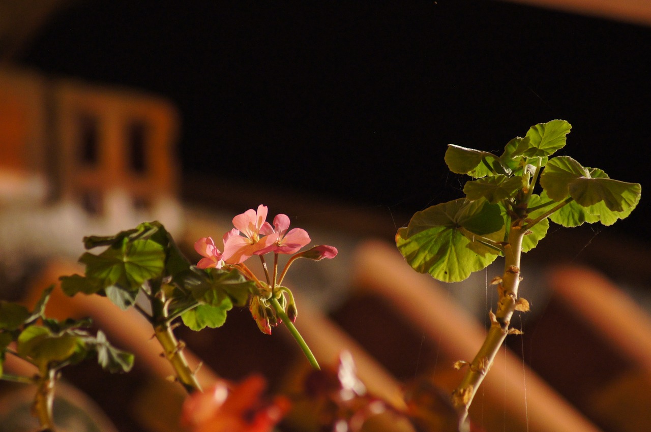 Image - night landscapes finlandia quindio