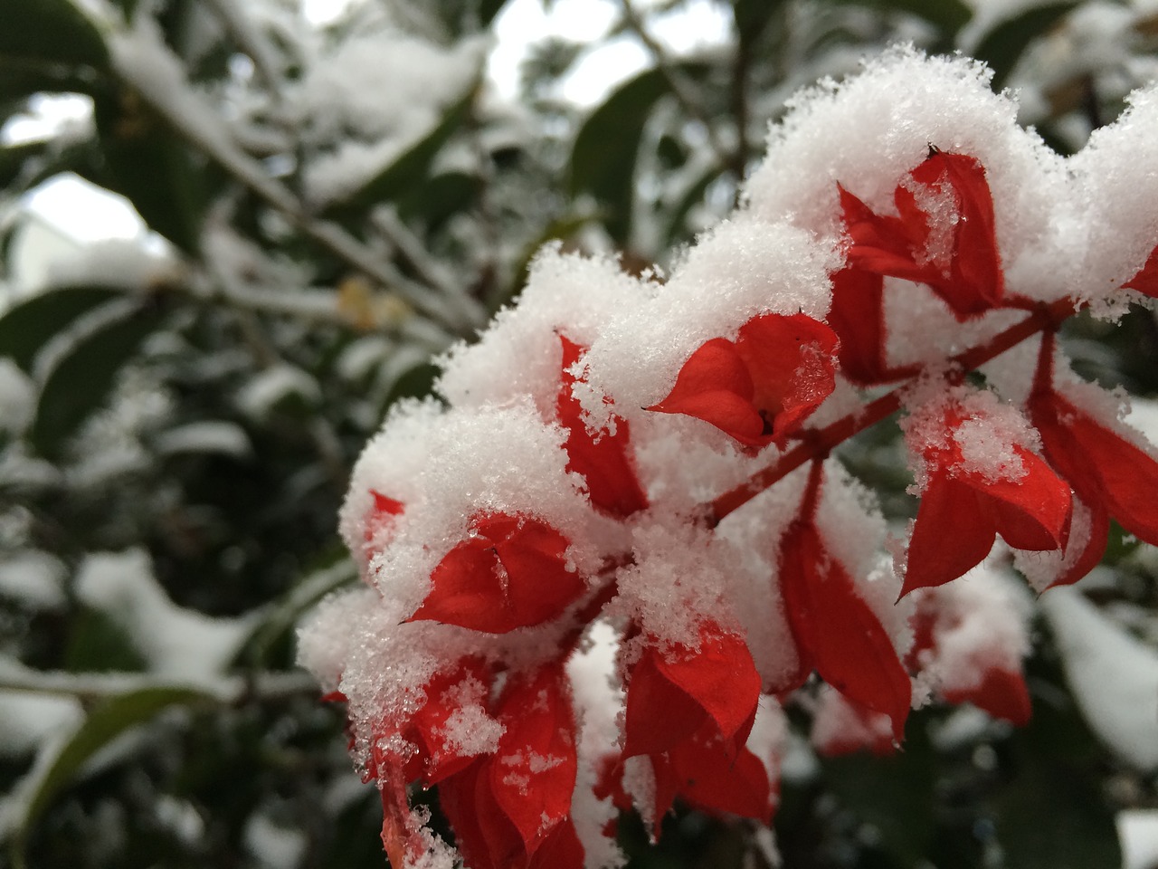 Image - snowflake plant color