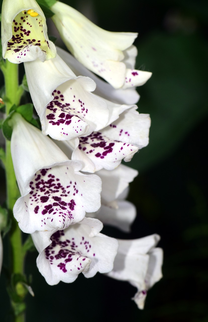 Image - thimble white white foxglove flower