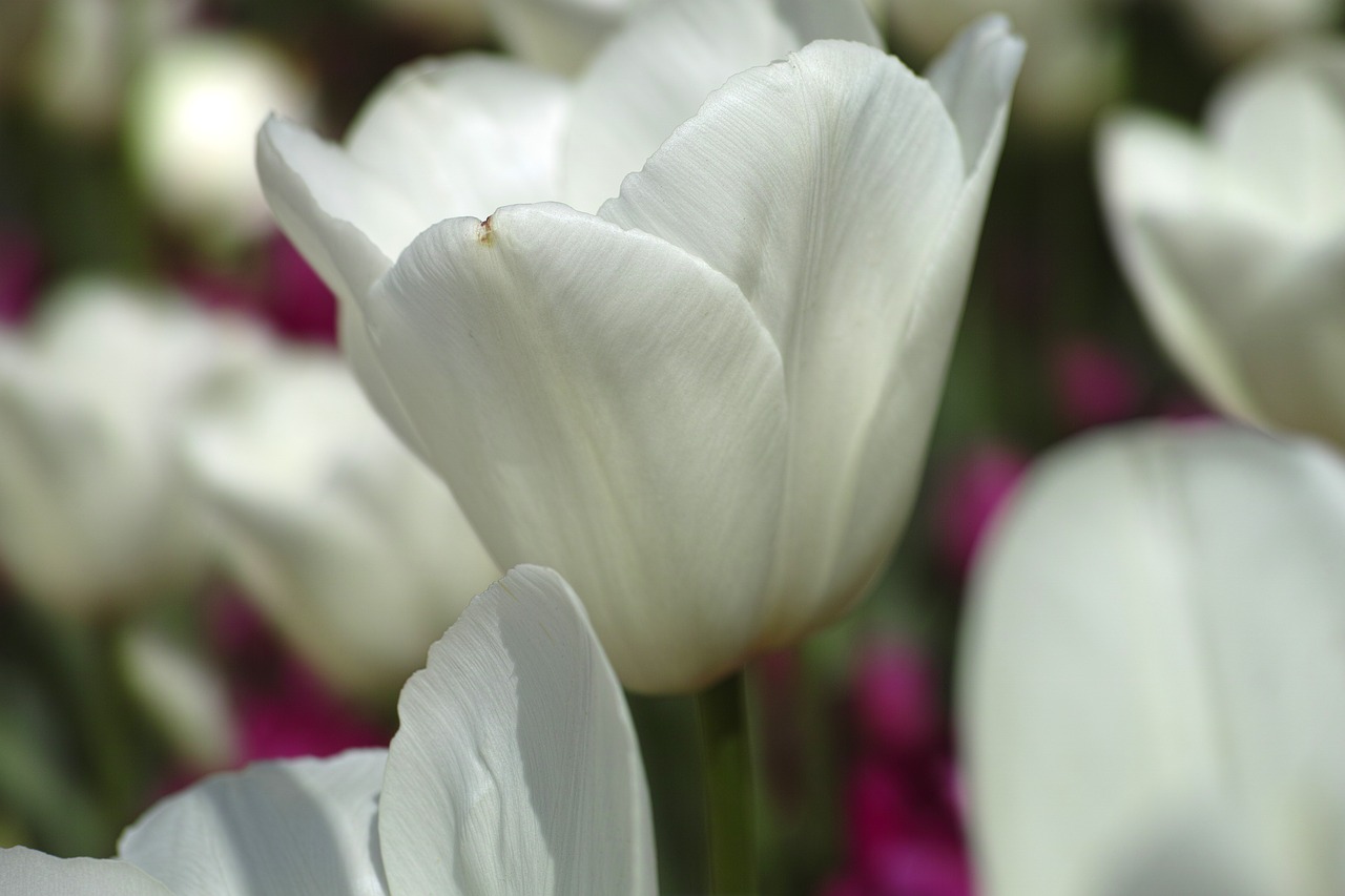 Image - tulips flower tulip festival macro