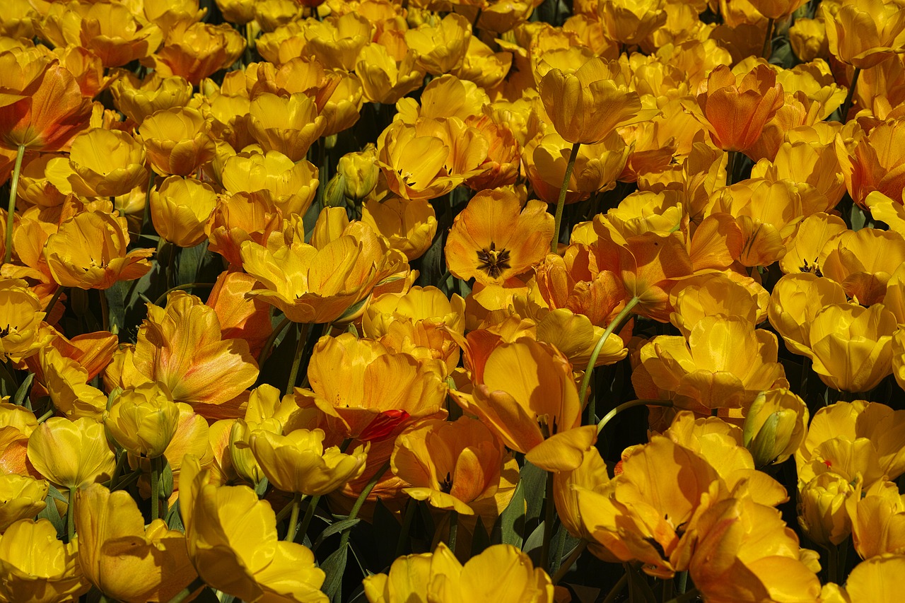 Image - yellow tulips flower tulip festival