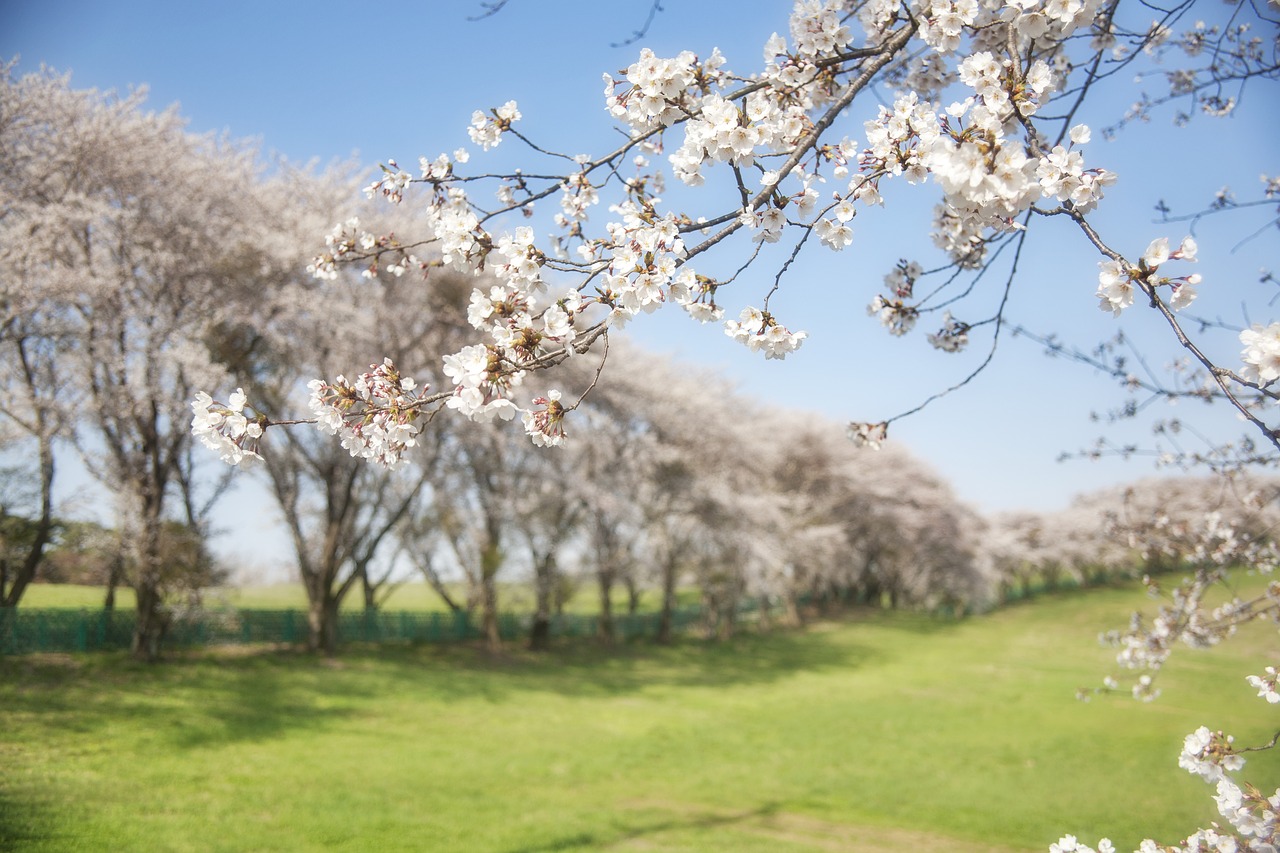 Image - seosan cherry flowers wood