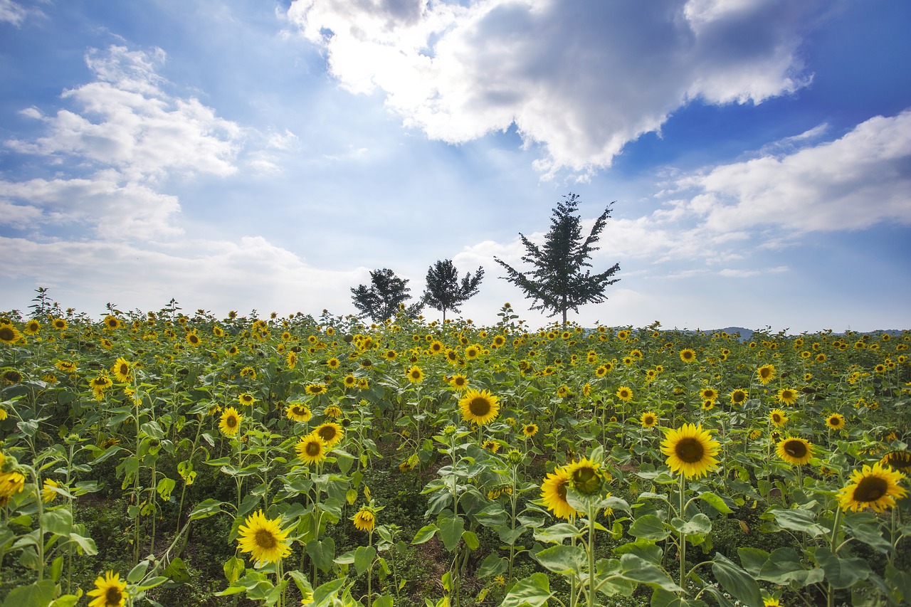 Image - and sole sunflower autumn