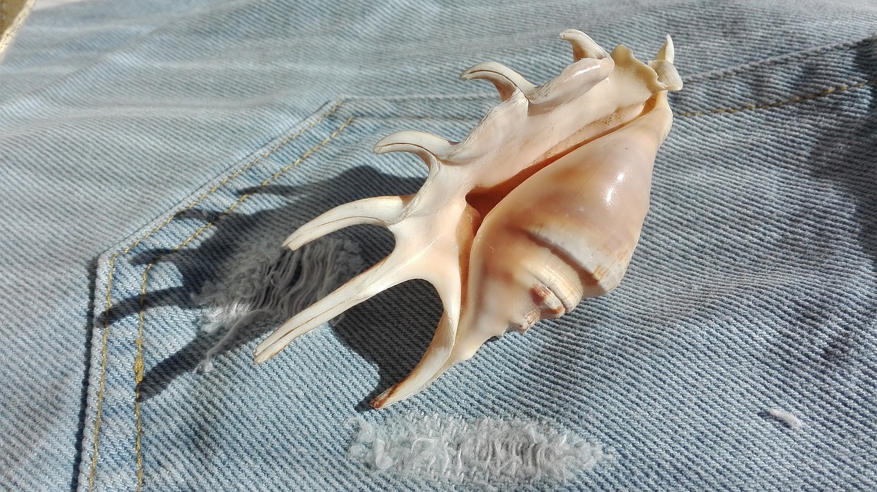 Image - shell sea jeans