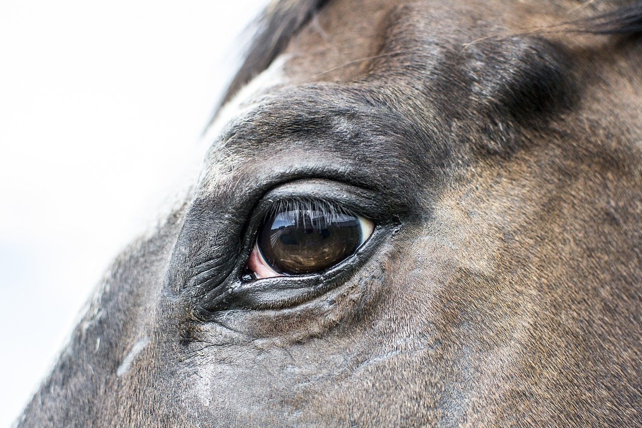 Image - horse eye farm portrait animal