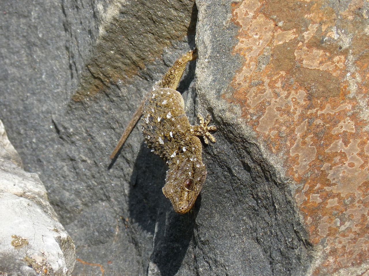 Image - dragon gecko rock texura lizard