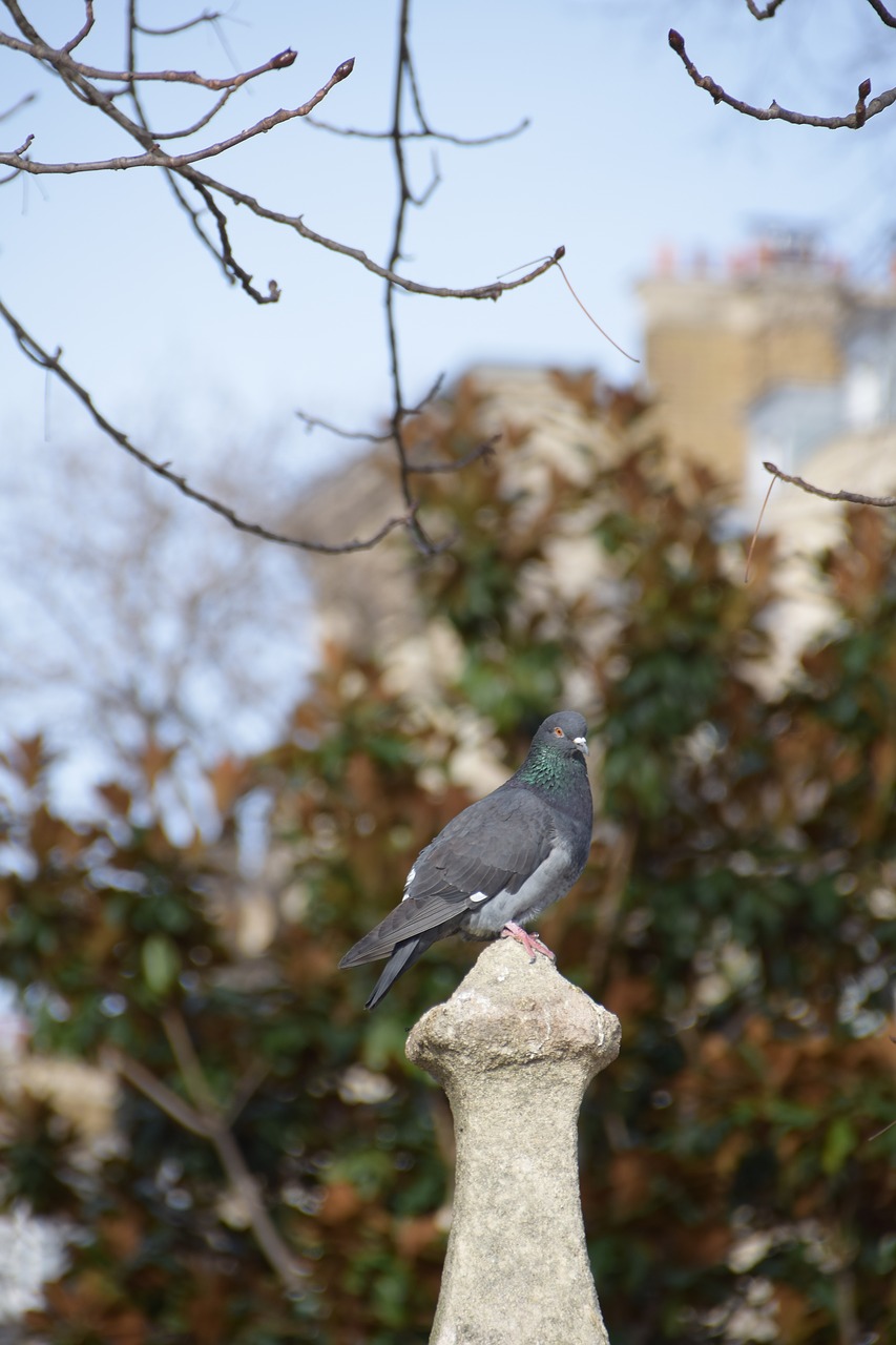 Image - paris dove nature