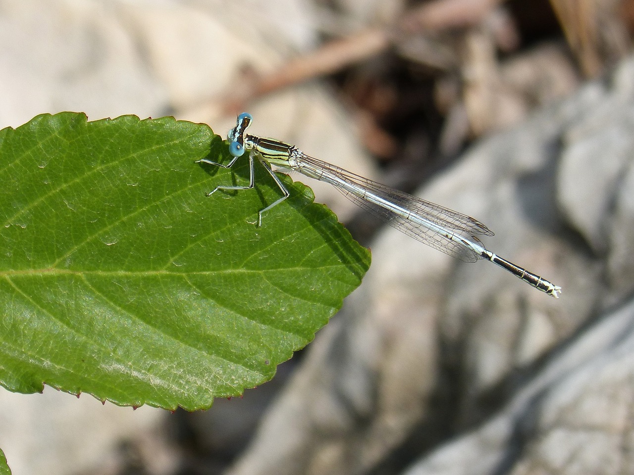 Image - dragonfly damselfly leaf detail