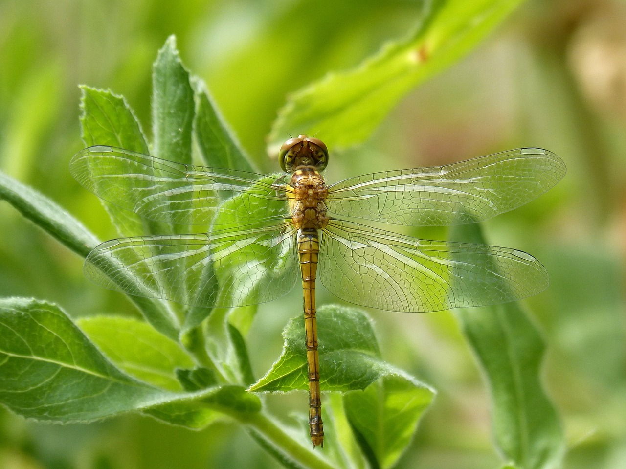 Image - dragonfly marilla