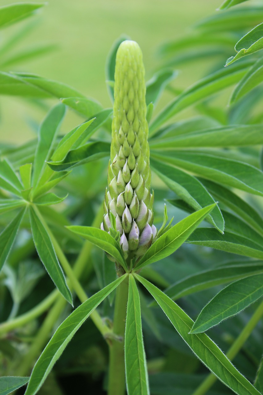 Image - green macro garden flower plant