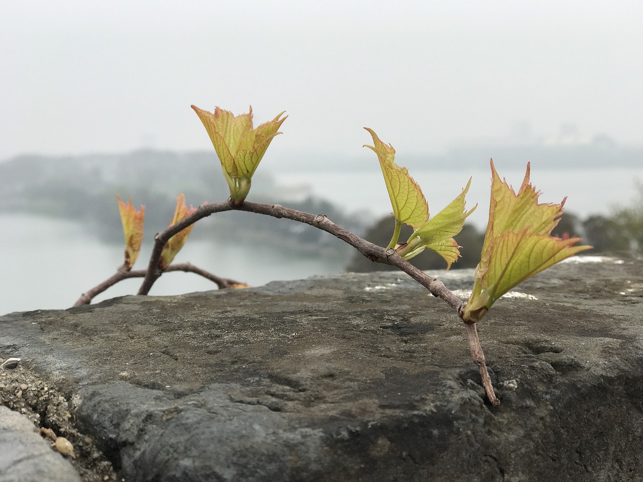 Image - nanjing city wall spring germination
