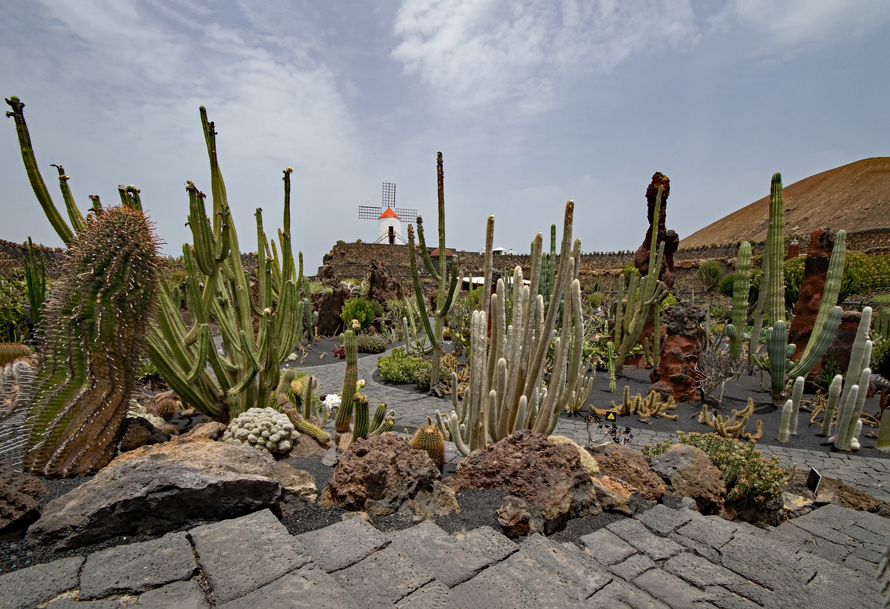 Image - jardin de cactus cactus lanzarote