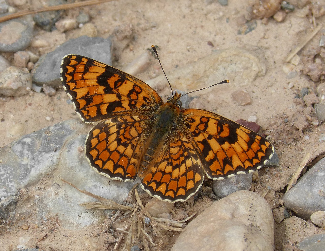 Image - butterfly maiden more