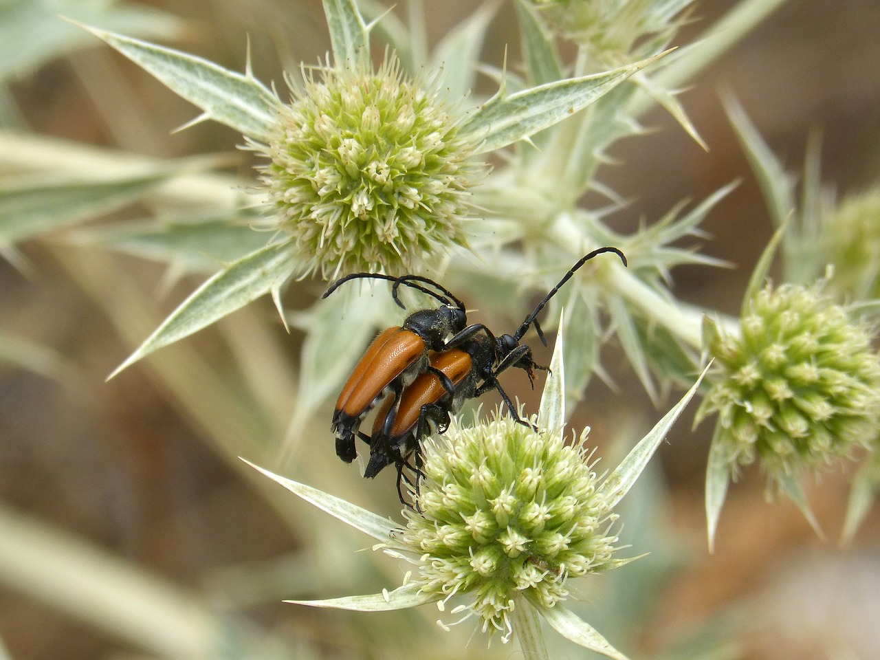 Image - weevil orange beetle reproduction