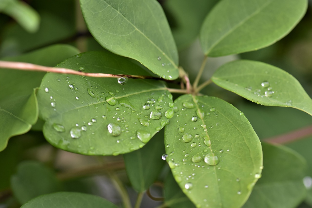 Image - leaves plant leaf green raindrop