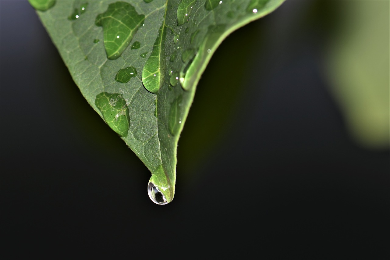 Image - leaves plant leaf green raindrop