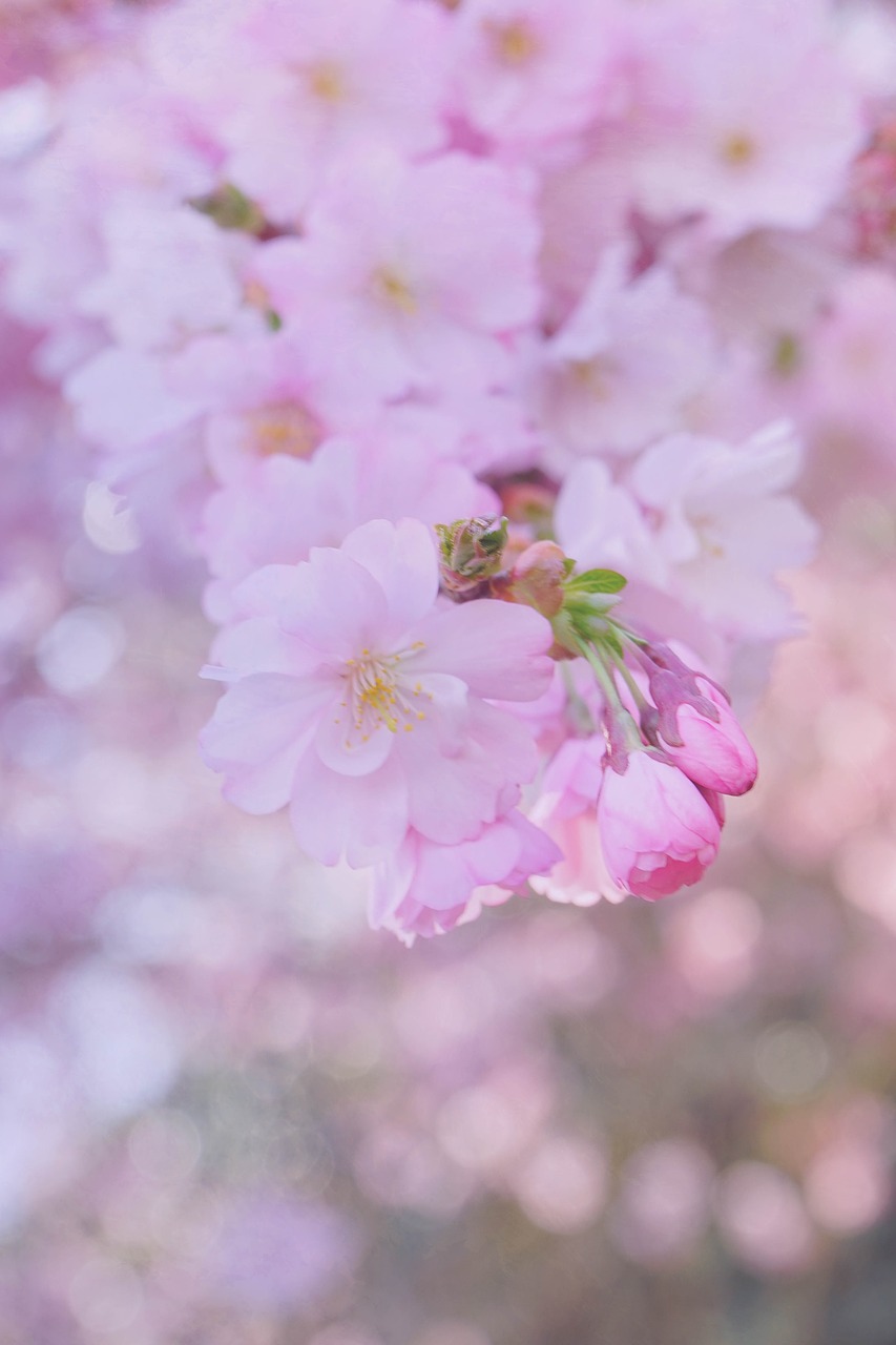 Image - pink lilac flowers cherry blossom