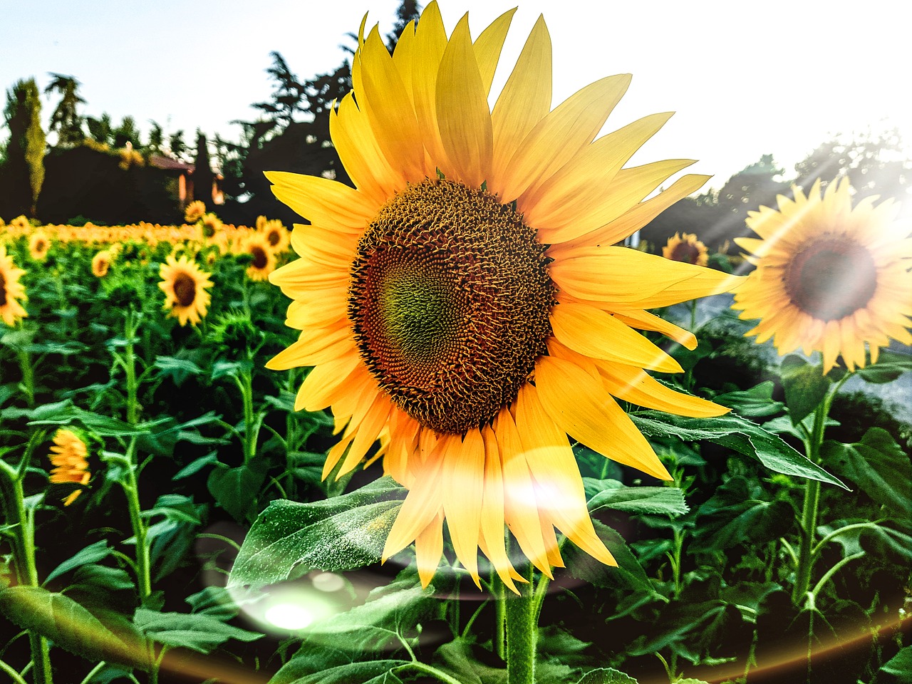 Image - sunflowers summer flowers landscape
